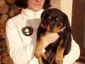 VENDO  rottweiler  disponibili